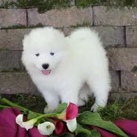 Princess , a female Samoyed for sale in Loyal, WI – 2 of 7