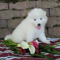 Honey , a female Samoyed for sale in Loyal, WI – 1 of 5