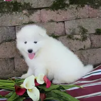 Honey , a female Samoyed for sale in Loyal, WI – 5 of 5