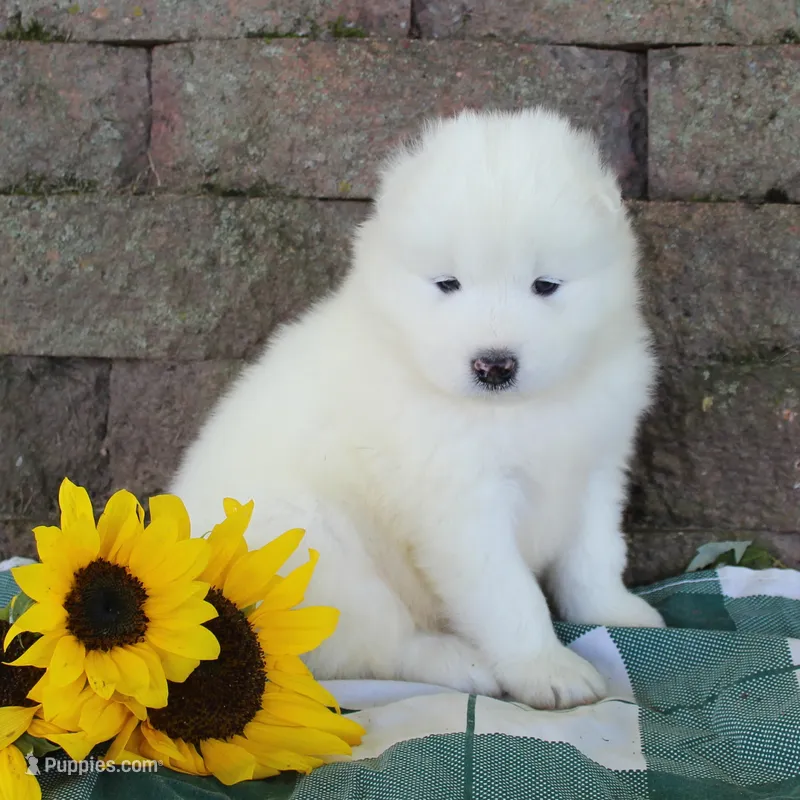 Charming  – Samoyed puppy for sale in Loyal, WI