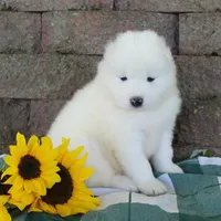 Charming , a male Samoyed for sale in Loyal, WI – 1 of 2