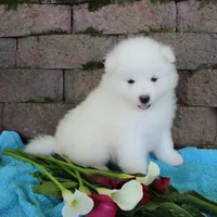 King , a male Samoyed for sale in Loyal, WI – 2 of 2