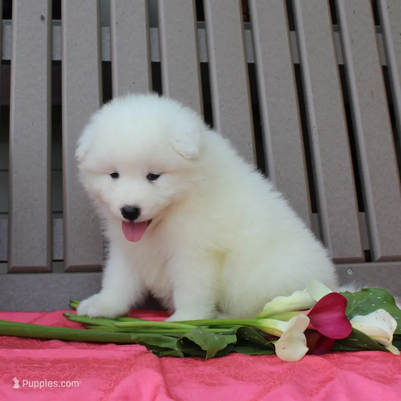 Lily  – Samoyed puppy for sale in Loyal, WI