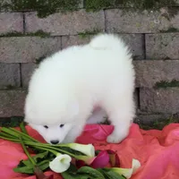 Lily , a female Samoyed for sale in Loyal, WI – 3 of 4