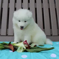 Beauty , a female Samoyed for sale in Loyal, WI – 1 of 5
