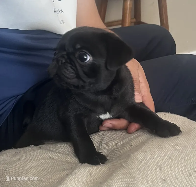 Cody – Pug puppy for sale in Las Vegas, NV