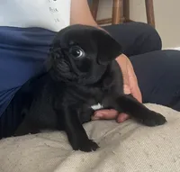 Cody, a male Pug for sale in Las Vegas, NV – 1 of 1
