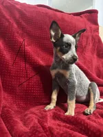 processed/9b1fd61f-8c2d-4b17-9d0a-f178cdce418d/listing/17ab786f-0ba9-46ee-b842-fa1ca5825807/27b801ae-5076-4114-bc32-5beed9c43a76