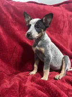 processed/9b1fd61f-8c2d-4b17-9d0a-f178cdce418d/listing/17ab786f-0ba9-46ee-b842-fa1ca5825807/6e4c0ce9-7083-4264-b135-26f824f2d0cf