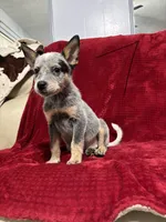 processed/9b1fd61f-8c2d-4b17-9d0a-f178cdce418d/listing/1d429dce-5a2e-45e1-846c-4a32317aa238/0ec34468-f236-4220-9fd7-6247d3b37392