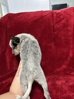 processed/9b1fd61f-8c2d-4b17-9d0a-f178cdce418d/listing/1d429dce-5a2e-45e1-846c-4a32317aa238/115c0e42-e8e1-431f-b231-e11dcb4dc506