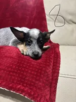 processed/9b1fd61f-8c2d-4b17-9d0a-f178cdce418d/listing/2c975a71-4222-4f9f-a10d-2f497b2c64d7/ce2bccd2-b606-40c4-beb4-931ce6464a6f