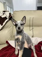 processed/9b1fd61f-8c2d-4b17-9d0a-f178cdce418d/listing/70a9acce-050c-4e32-a550-0829d4c57fcd/3acc5ca0-e2b3-4ba5-a93d-3fd9d2083a5e