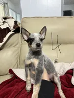 processed/9b1fd61f-8c2d-4b17-9d0a-f178cdce418d/listing/70a9acce-050c-4e32-a550-0829d4c57fcd/a9178dd1-d3ef-4def-8ddf-72536b5f8aef