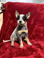 processed/9b1fd61f-8c2d-4b17-9d0a-f178cdce418d/listing/c45e8deb-52c8-411b-b5ed-cb932427b81b/7dce1a90-bb24-41c0-86e6-61206427a678