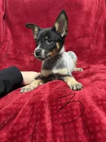 processed/9b1fd61f-8c2d-4b17-9d0a-f178cdce418d/listing/e61755b2-4925-451c-80c6-661e6ac80692/d43eb013-3bb3-42cd-a9b8-e65f035a36eb