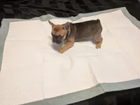 Keisha , a female French Bulldog for sale in Elberton, GA – 3 of 6