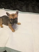 Keisha , a female French Bulldog for sale in Elberton, GA – 6 of 6