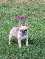 Keisha , a female French Bulldog for sale in Elberton, GA – 5 of 6