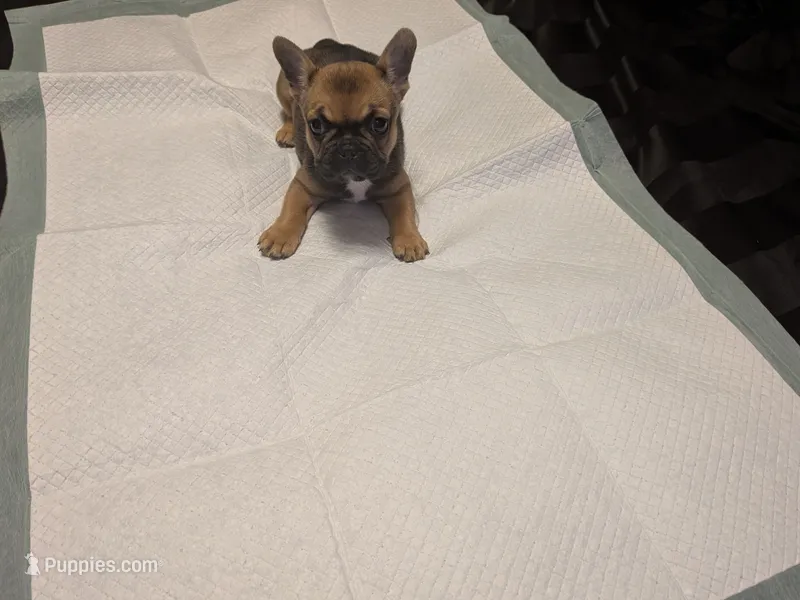 Keisha  – French Bulldog puppy for sale in Elberton, GA