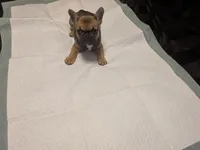 Keisha , a female French Bulldog for sale in Elberton, GA – 1 of 6