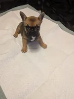 Keisha , a female French Bulldog for sale in Elberton, GA – 2 of 6