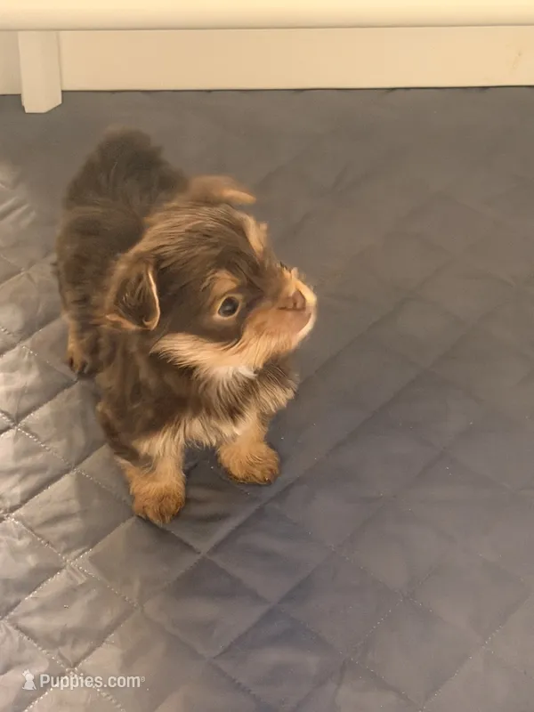 Yorkie pups – Yorkshire Terrier puppy for sale in Riverside, CA