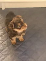 Yorkie pups, a male Yorkshire Terrier for sale in Riverside, CA – 1 of 1