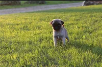 Yoda, a male Pug for sale in Norwalk, WI – 2 of 2