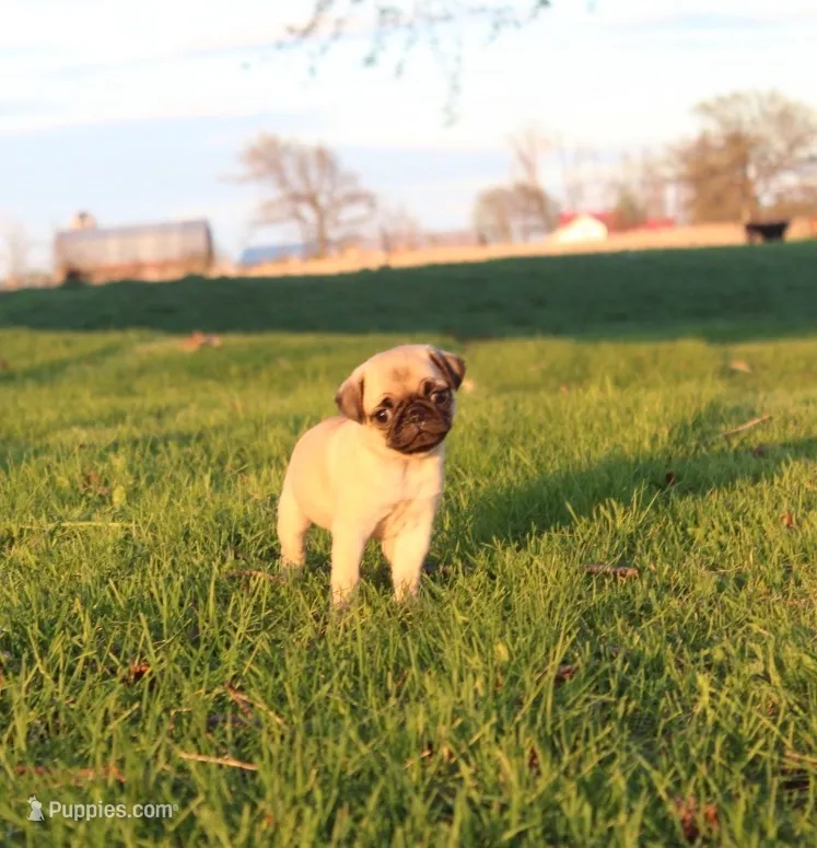 Leia – Pug puppy for sale in Norwalk, WI