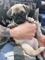 Leia, a female Pug for sale in Norwalk, WI – 3 of 4