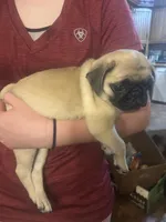 Chewy, a female Pug for sale in Norwalk, WI – 2 of 2
