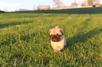 Leia, a female Pug for sale in Norwalk, WI – 2 of 4