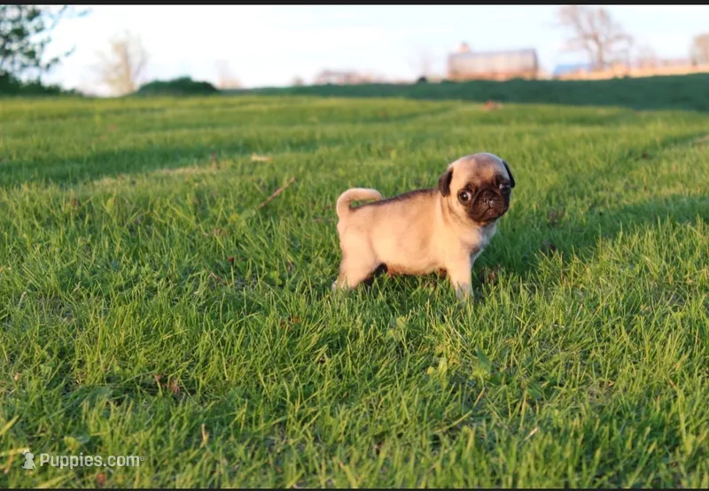Yoda – Pug puppy for sale in Norwalk, WI