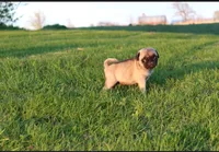 Yoda, a male Pug for sale in Norwalk, WI – 1 of 2