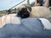 Leia, a female Pug for sale in Norwalk, WI – 4 of 4