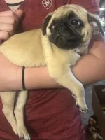 Chewy, a female Pug for sale in Norwalk, WI – 1 of 2