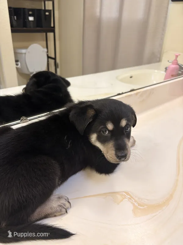 Draco – German Shepherd Dog, Alaskan Husky puppy for sale in Boise, ID