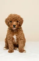 Bubbles, a male Poodle - Toy  for sale in Nampa, ID – 3 of 3