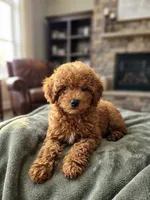 Bubbles, a male Poodle - Toy  for sale in Nampa, ID – 2 of 3