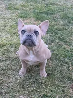 Daisy, a female French Bulldog for sale in Nampa, ID – 4 of 4
