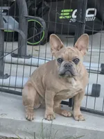 Daisy, a female French Bulldog for sale in Nampa, ID – 3 of 4