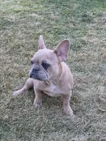 Daisy, a female French Bulldog for sale in Nampa, ID – 1 of 4