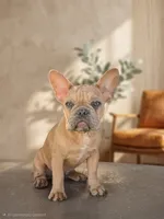 Daisy, a female French Bulldog for sale in Nampa, ID – 2 of 4