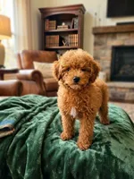 Bubbles, a male Poodle - Toy  for sale in Nampa, ID – 1 of 3