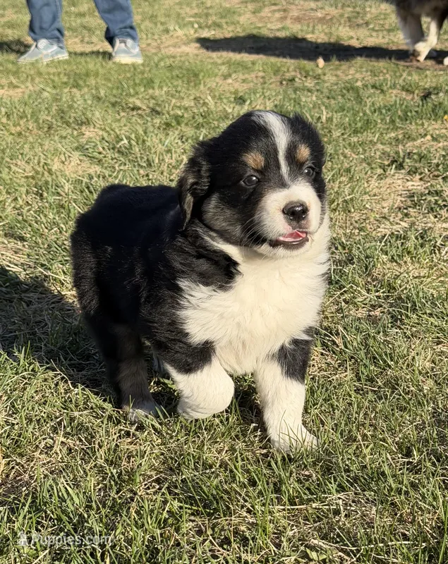 Shadow – Miniature Australian Shepherd puppy on hold in Milford, NE