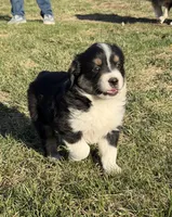 Shadow, a male Miniature Australian Shepherd for sale in Milford, NE – 1 of 1