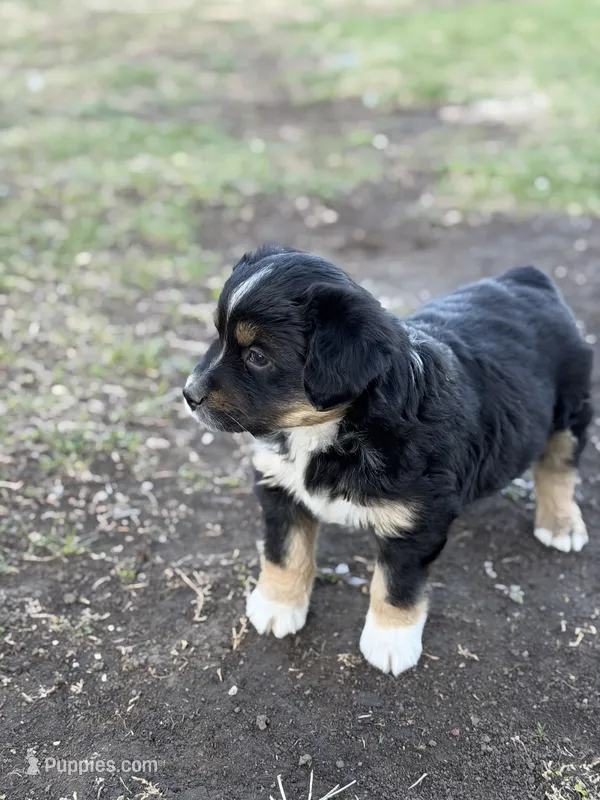 Sprinter – Miniature Australian Shepherd puppy for sale in Milford, NE