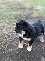 Sprinter, a male Miniature Australian Shepherd for sale in Milford, NE – Photo 1 of 3