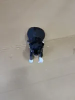 Drake, a male Miniature Australian Shepherd for sale in Milford, NE – Photo 3 of 3